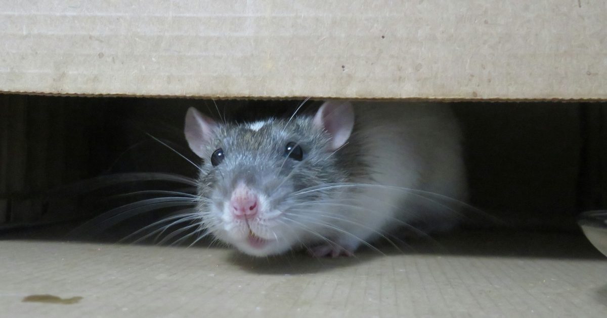 Rat peeking out from under a cardboard box indoors